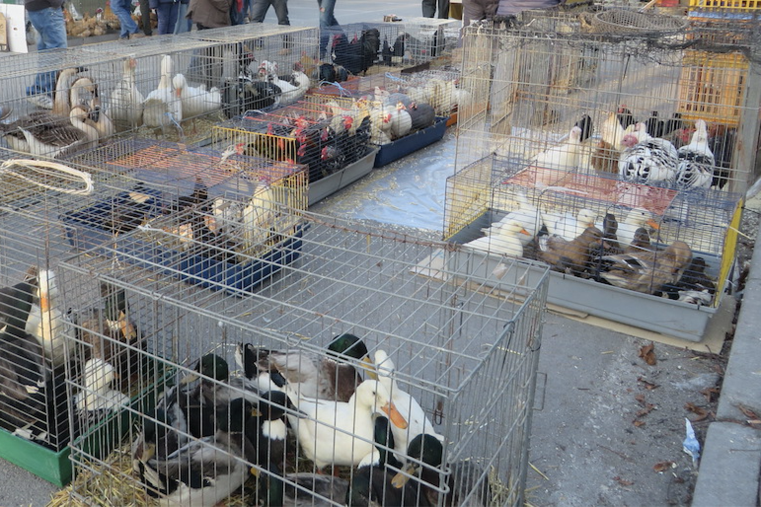 Fossano - Mercato dei piccoli animali