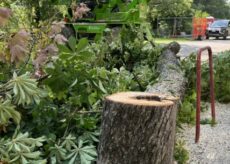La Guida - Abbattimento di alberi a rischio caduta e quasi 300 ripiantumazioni in città e frazioni