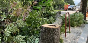 La Guida - Abbattimento di alberi a rischio caduta e quasi 300 ripiantumazioni in città e frazioni