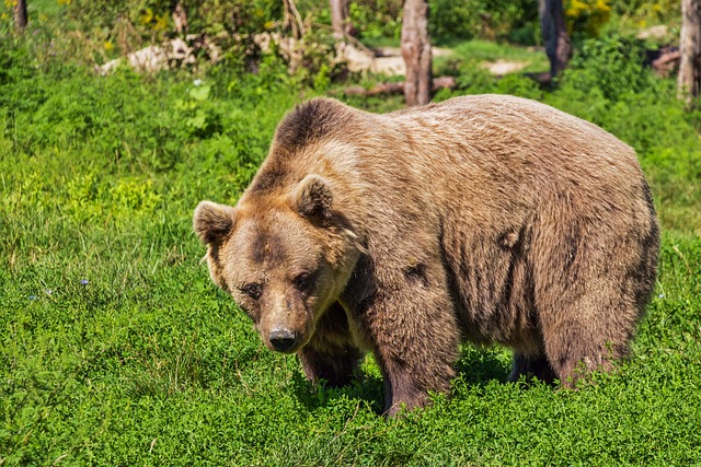 Orso (foto Pixabay)