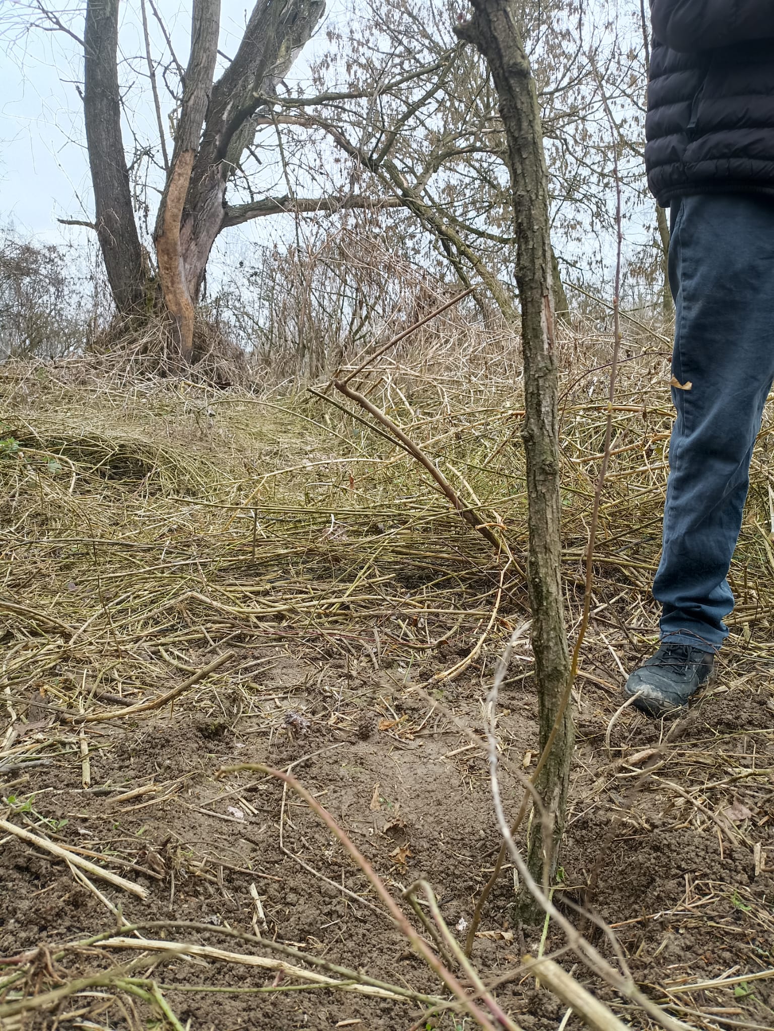 Nuovi alberi a Racconigi