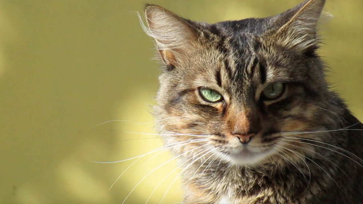 Gatto (foto Pixabay)
